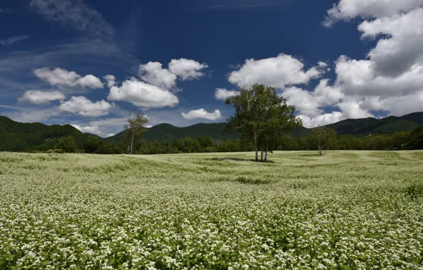 Picture field, trees, landscape, flowers, meadow