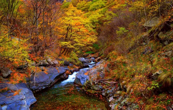 Autumn, forest, trees, stream, stones, Nature, stream, forest
