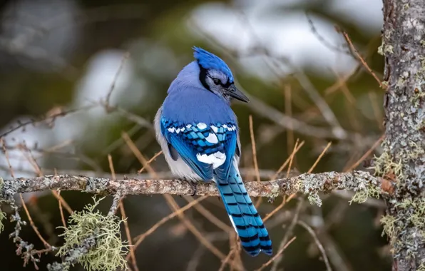 Branches, tree, bird, blue, Jay