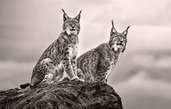Picture background, stone, lynx, lynx, look