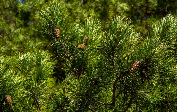 Picture Greens, Tree, Needles, Summer, Branches, New year, Bumps, Pine