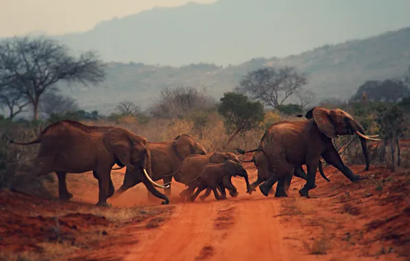 Picture elephant, Africa, the herd