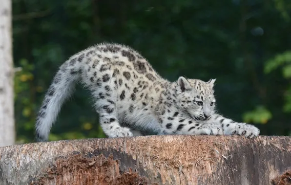 Pose, kitty, predator, claws, IRBIS, snow leopard, cub, wild cat