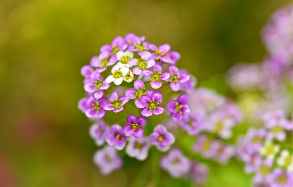 Picture macro, nature, petals, inflorescence