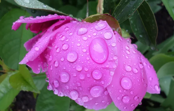 The rain, flower, drops, may, peony