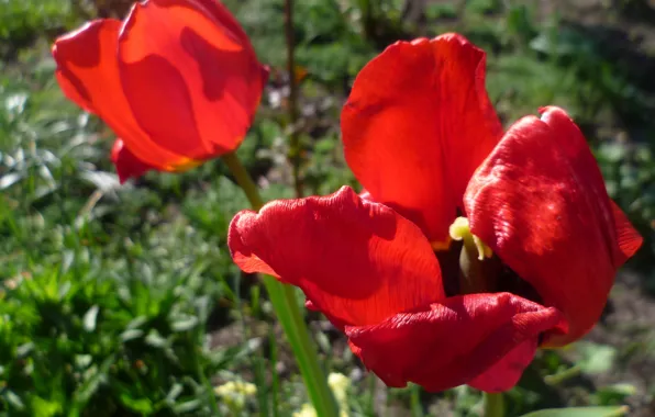 Macro, Flowers, Tulips