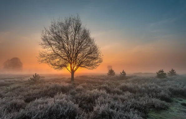 Picture frost, field, tree, dawn, morning