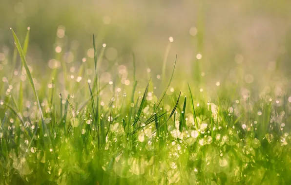 Grass, Rosa, morning, meadow