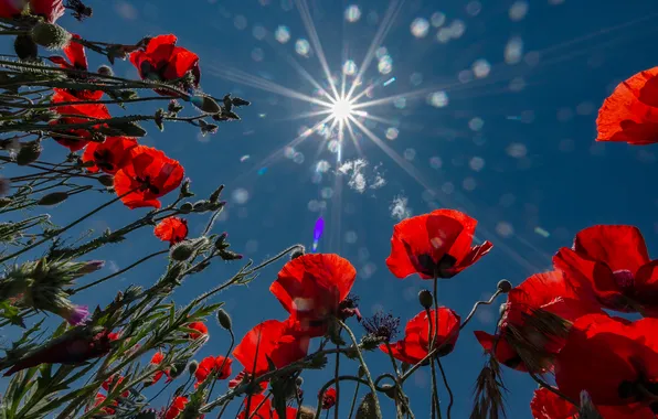 The sun, flowers, the reflection, In macs, Vladimir Nozdrachev