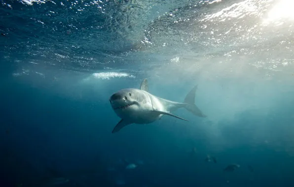 The ocean, shark, floats