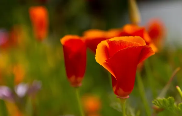 Orange, background, Mac, California