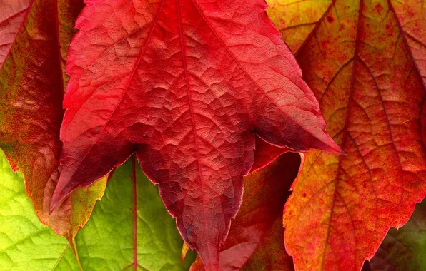 Picture autumn, macro, red, yellow, photo, beautiful Wallpaper, autumn Wallpaper