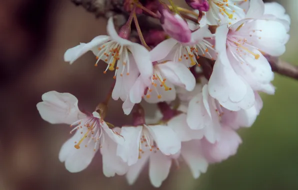 Macro, flowers, branch, spring, petals, light, Sakura, pink