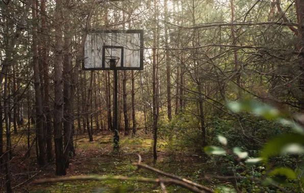 Sport, Basketball, shield