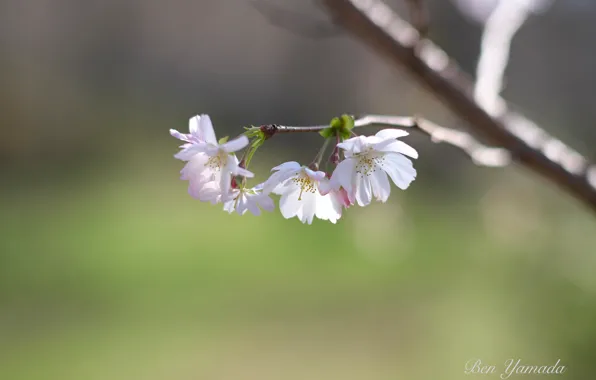 Cherry, spring, flowering, I Yamada