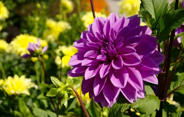 Flower, purple, Flowers, purple
