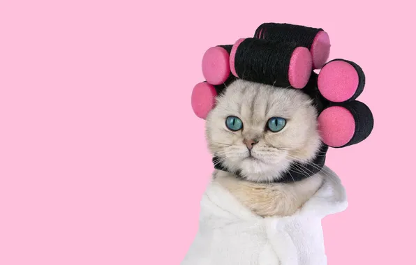 Cat, white, cat, look, pose, portrait, towel, hairstyle