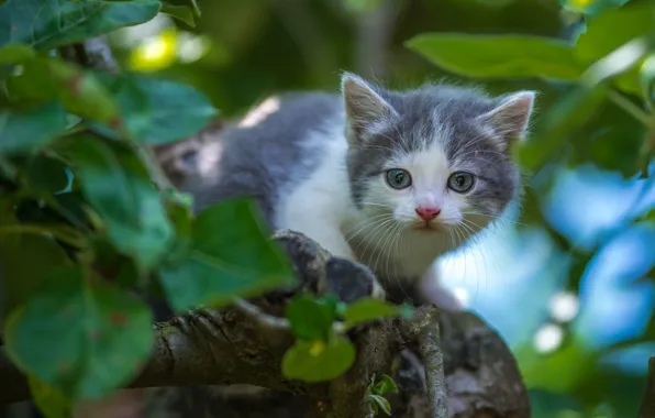 Picture look, baby, kitty