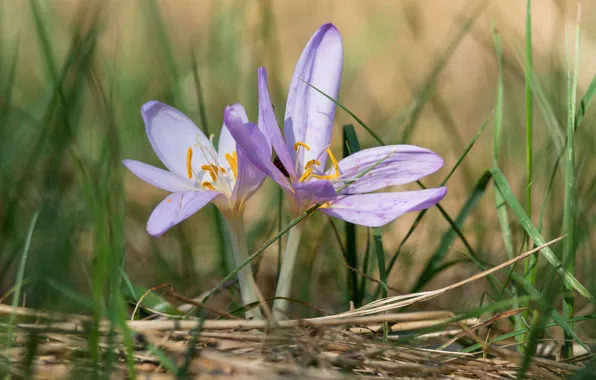Grass, spring, crocuses, lilac, bokeh