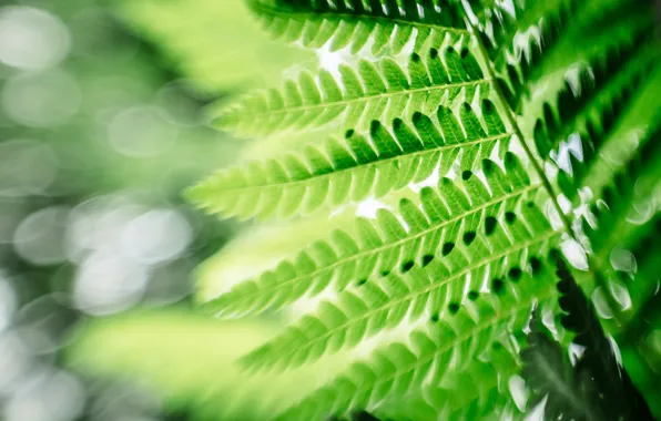Picture leaves, macro, green