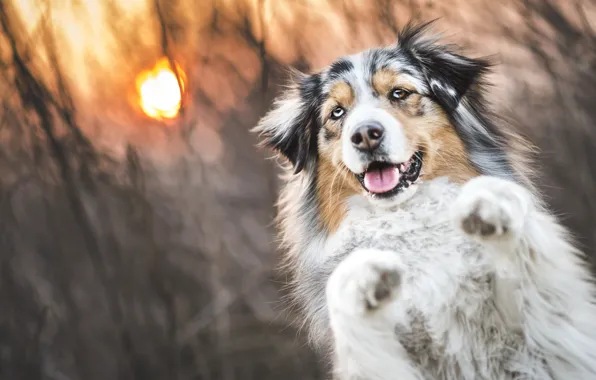 Picture grass, the sun, sunset, dog, Aussie, Wallpaper from lolita777