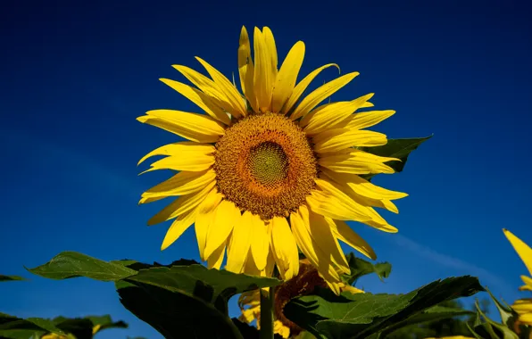 Field, the sky, sunflower, petals