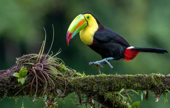 Branches, tree, bird, moss, Toucan