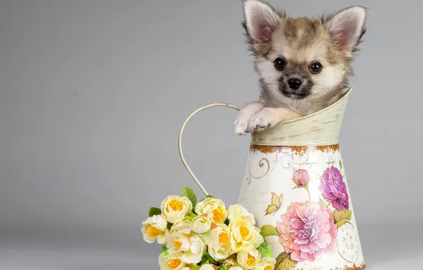 Picture flowers, background, dog, bouquet, pitcher