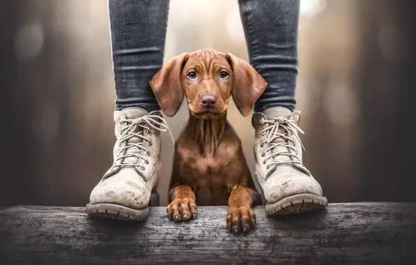 Look, pose, feet, dog, puppy, Dachshund, face, mistress