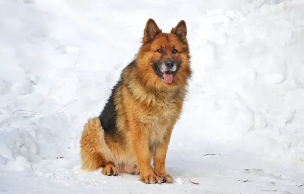 Dog, German shepherd, Sherkhan