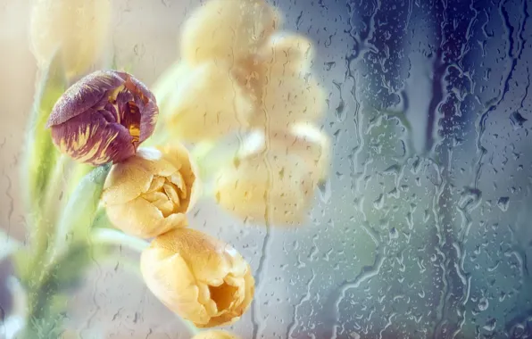 Glass, flowers, tulips