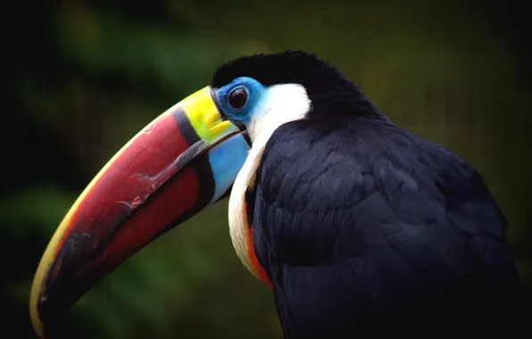 Bird, beak, Toucan