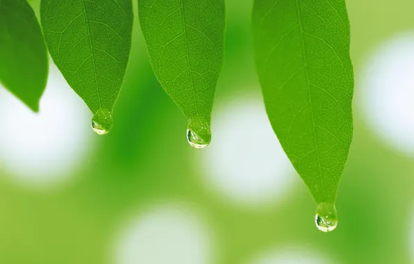 Greens, leaves, drops, macro, leaf, plants, spring