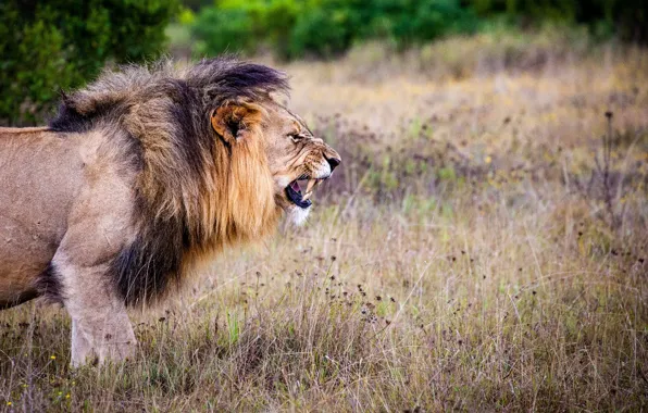 Picture animal, angry, carnivorous, Brown and Black Lion on Brown Grass Field