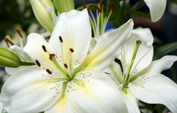 Flowers, tenderness, Lily, beauty