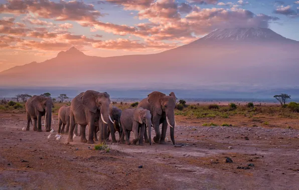 Africa, elephants, the herd, Kenya, Kenya, Elephants, Kilimanjaro, Amboseli