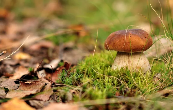 Mushroom, moss, Borovik