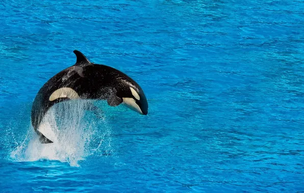 The OCEAN, DROPS, JUMP, SQUIRT, killer whale