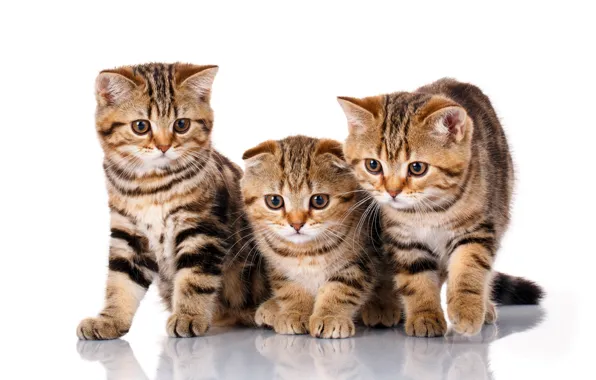 Cat, look, cats, pose, reflection, kitty, kittens, white background