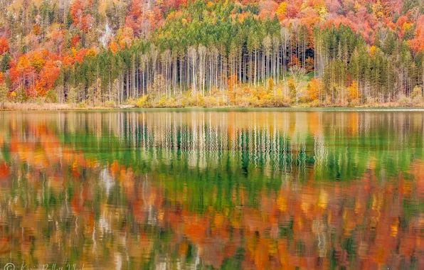 Autumn, forest, landscape, nature, lake, reflection
