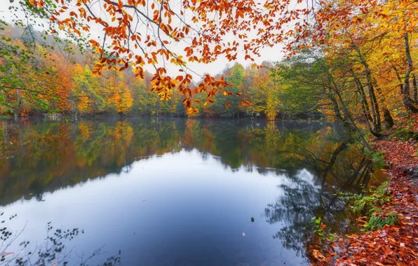 Autumn, forest, leaves, trees, branches, nature, fog, lake