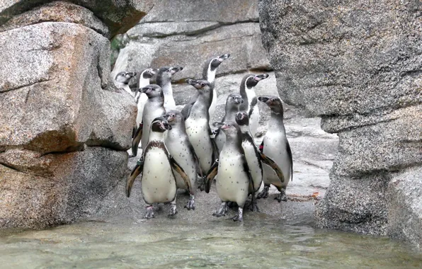 Nature, background, penguins