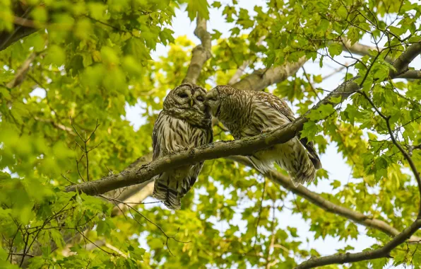 Greens, leaves, birds, branches, nature, pose, tree, owl