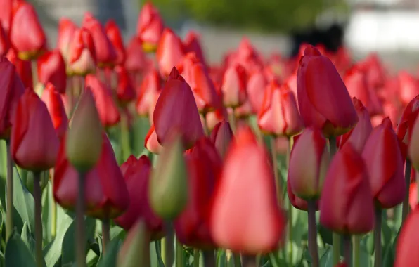Picture field, light, flowers, red, glade, blur, spring, garden
