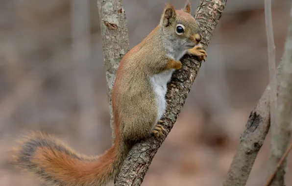 Picture branches, protein, tail