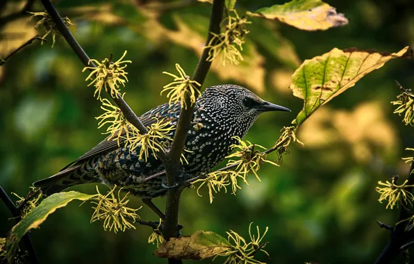 Picture greens, leaves, branches, bird, bokeh
