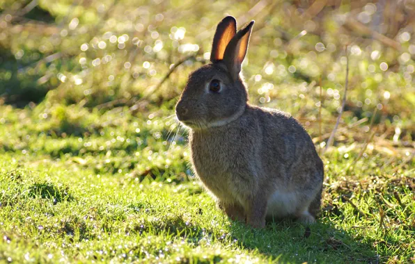 Picture grass, light, grey, background, hare, rabbit, sitting, bokeh