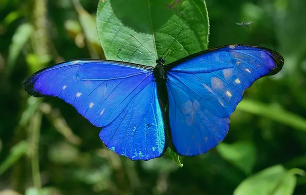 Leaves, microsemi, butterfly, wings, insect, beautiful, closeup