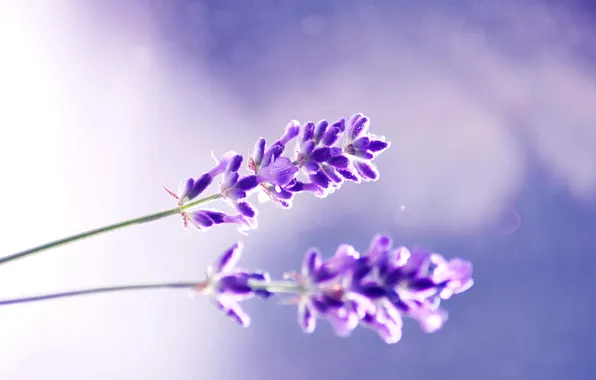 Purple, macro, flowers, background, lilac, color, plants, stems