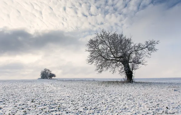 Winter, field, trees, landscape